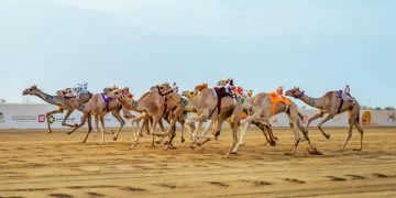 اليوم.. انطلاق منافسات فئة "الثنايا" ضمن مهرجان ولي العهد للهجن 2025