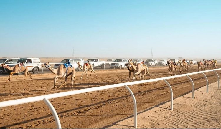 اليوم.. تثبيت الهجن المشاركة في كأس الاتحاد السعودي 2025