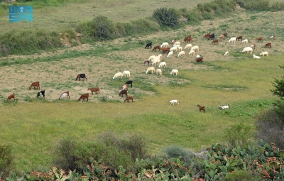 عسير.. خريف أخضر وحضور استثماري عالمي