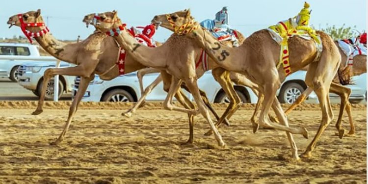 متحدث مهرجان «ولي العهد للهجن»: السباق يعكس إرث المملكة وهويتها الثقافية