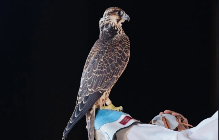 مزاد نادي الصقور السعودي 2025.. خدمات متكاملة تعزز الموروث وتدعم الطواريح