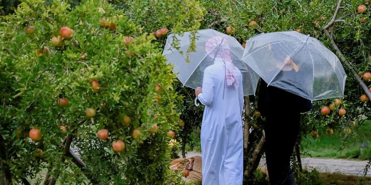 مزارع "رمان الباحة".. إنتاج وفير وفرص تسويق واعدة