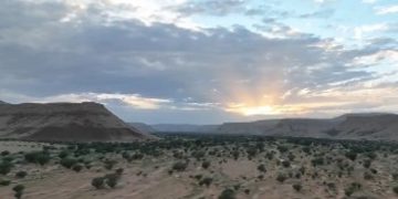 مسؤول بـ«الغطاء النباتي»: مبادرة نثر البذور تسهم في مكافحة التصحر وتأهيل الأراضي المتدهورة