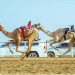 ميدان الطائف التاريخي يشهد انطلاق أول أشواط كؤوس مهرجان ولي العهد للهجن