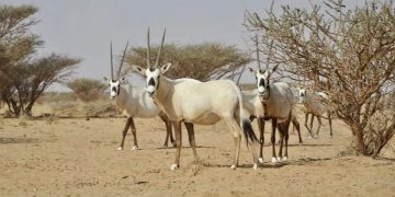 محمية «عروق بني معارض» أول موقع سعودي (تراث طبيعي) في اليونسكو