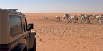 ضبط مواطن لارتكابه مخالفة رعي في محمية الإمام عبدالعزيز بن محمد الملكية