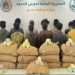 القبض على 13 إثيوبيا لتهريبهم القات وإحباط تهريب 33 كيلوجرامًا من الحشيش بمنطقة عسير