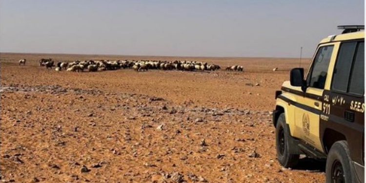 ضبط مواطن لارتكابه مخالفة رعي في محمية الملك عبدالعزيز الملكية