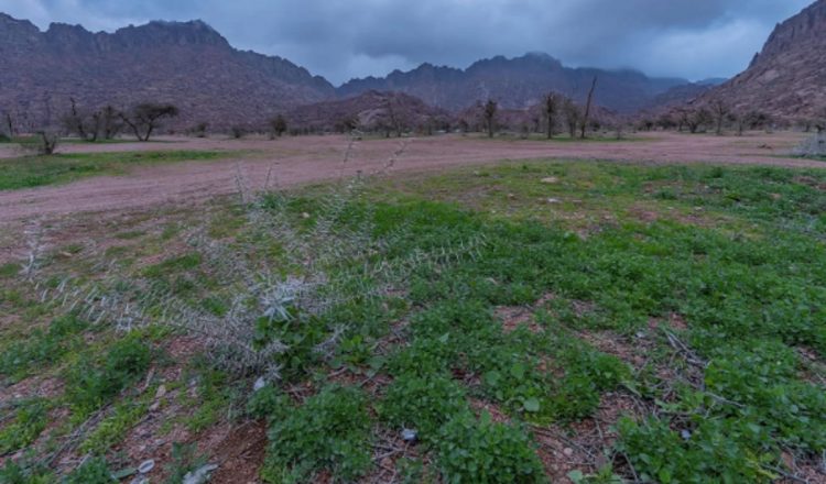 "الغطاء النباتي" يدعو لإبداء الرغبات في الاستثمار بـ 13 متنزهًا وطنيًا بحائل