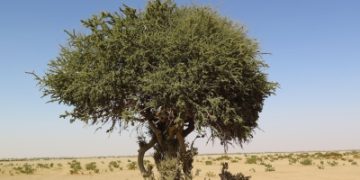 اكتشاف نادر لشجرة السرح في محمية المؤسس