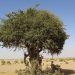 اكتشاف نادر لشجرة السرح في محمية المؤسس