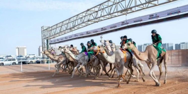انطلاق النسخة الخامسة من كأس الاتحاد السعودي للهجن 2025 في حائل