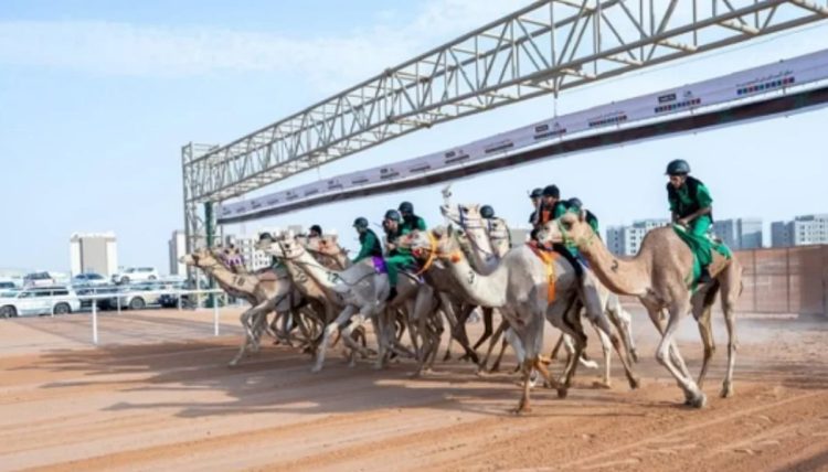 انطلاق النسخة الخامسة من كأس الاتحاد السعودي للهجن 2025 في حائل