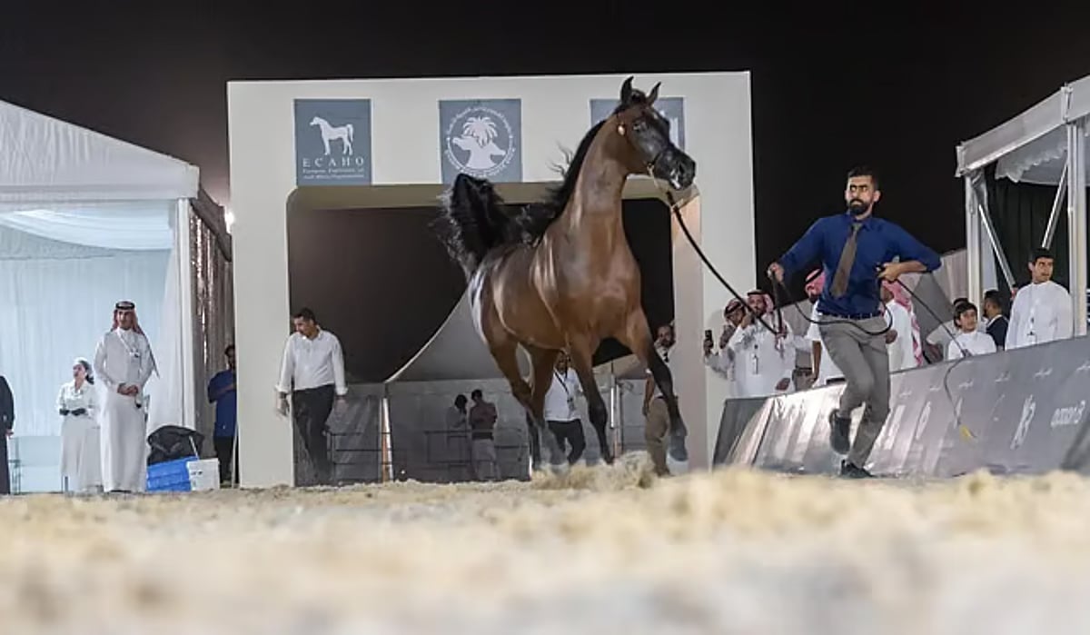 بدء تسجيل الخيول المشاركة في بطولة حائل الدولية لجمال الخيل العربية الأصيلة