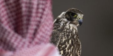 بـ652 ألف ريال.. بيع 4 صقور في معرض الصقور