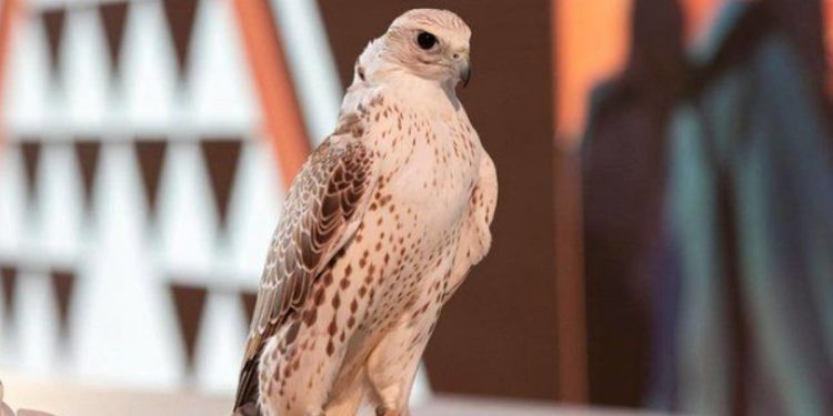بيع أغلى صقر منغولي بـ 650 ألف ريال في معرض الصقور والصيد السعودي الدولي 2025