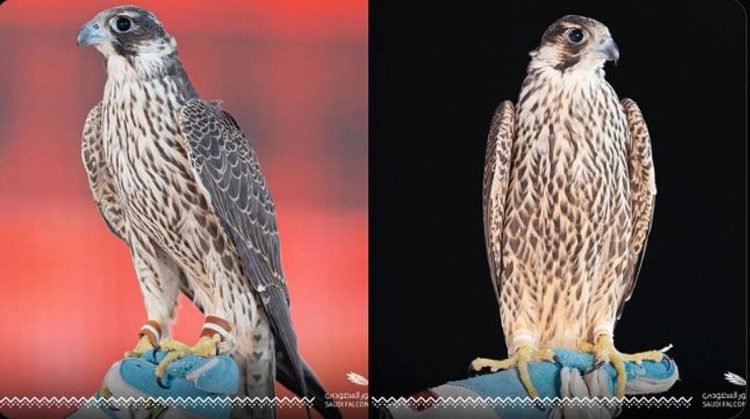 بيع صقرين بـ578 ألف ريال في الليلة الـ 13 لمزاد نادي الصقور السعودي 2025
