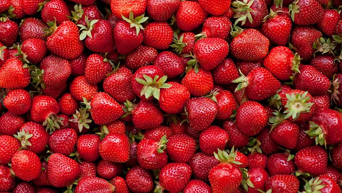 دراسة: الفراولة سلاح فعال في مكافحة السكري