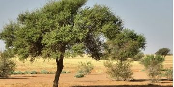 رئيس هيئة تطوير محمية «الإمام تركي بن عبد الله»: دعم القيادة ركيزة لبرامج التنمية البيئية