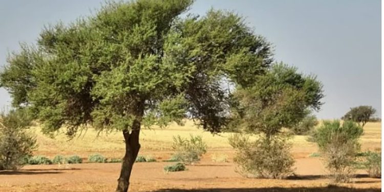 رئيس هيئة تطوير محمية «الإمام تركي بن عبد الله»: دعم القيادة ركيزة لبرامج التنمية البيئية