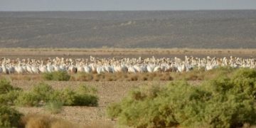 رصد 300 طائر من البجع الأبيض في محمية الملك سلمان