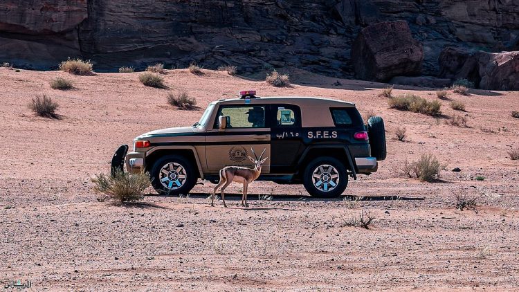 ضبط مخالفين لنظام البيئة في محمية الأمير محمد بن سلمان الملكية