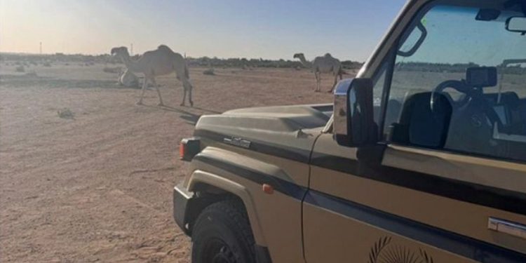 ضبط مواطن خالف نظام البيئة بالرعي في محمية الملك عبدالعزيز الملكية