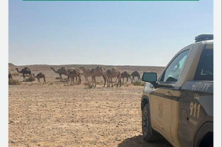 ضبط مواطن لارتكابه مخالفة رعي في محمية الملك عبدالعزيز الملكية