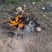 ضبط يمني لإشعاله النار في غير الأماكن المخصصة لها بمحمية الإمام فيصل بن تركي الملكية