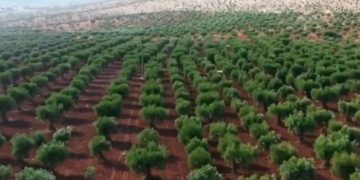 مختص: البرنامج الوطني للتشجير يهدف إلى مواجهة التحديات المناخية وتحسين جودة الحياة في المملكة