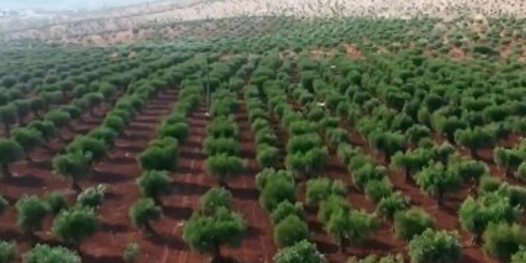 مختص: البرنامج الوطني للتشجير يهدف إلى مواجهة التحديات المناخية وتحسين جودة الحياة في المملكة