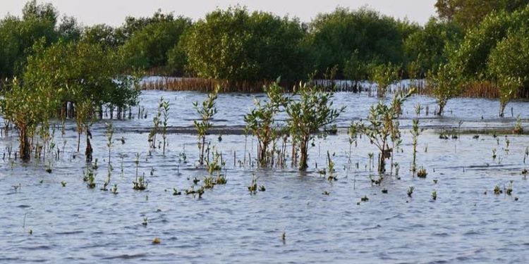 غابات المانجروف في مكة.. رئة طبيعية تعيد التوازن البيئي وتثري التنوع الحيوي