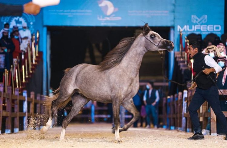 أكثر من 315 خيلًا تتنافس في بطولة حائل الدولية للخيل العربية الأصيلة