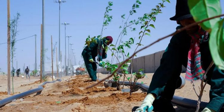 أمانة نجران تزرع 1000 شجرة سدر وطلح ضمن حملة موسم التشجير للعام الحالي