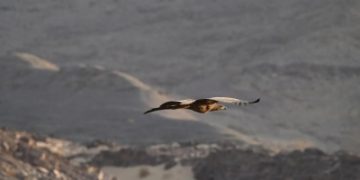 أول ظهور للنسر أبيض الذيل بالمملكة منذ 20 عامًا