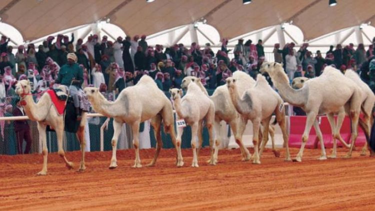 إطلاق مسابقة "سنام" ضمن النسخة العاشرة لمهرجان الملك عبدالعزيز للإبل