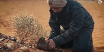 إنقاذ بطة مهاجرة تعرضت للإجهاد بمحمية 'سلمان الملكية'