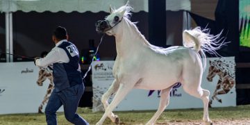 اختتام بطولة حائل الدولية لجمال الخيل العربية الأصيلة في نسختها الرابعة
