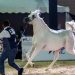 اختتام بطولة حائل الدولية لجمال الخيل العربية الأصيلة في نسختها الرابعة