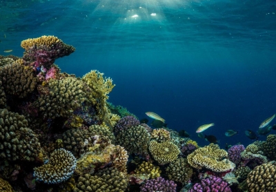 'الأزياء' تطوّر منسوجات مستدامة بألياف البحر الأحمر