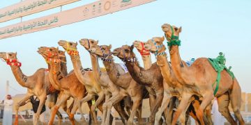 الهجن السعودية ترفع رصيدها إلى ثلاثة كؤوس في بطولة كأس الأولمبية السعودية للهجن 2025