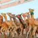 الهجن السعودية ترفع رصيدها إلى ثلاثة كؤوس في بطولة كأس الأولمبية السعودية للهجن 2025