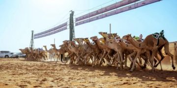 الهجن السعودية تواصل صدارة كأس الأولمبية السعودية