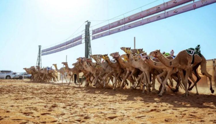 الهجن السعودية تواصل صدارة كأس الأولمبية السعودية