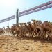 الهجن السعودية تواصل صدارة كأس الأولمبية السعودية