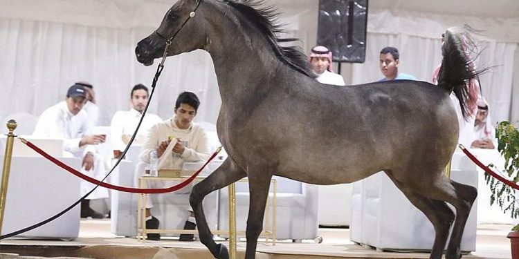 انطلاق بطولة حائل الدولية لجمال الخيل العربية الأصيلة الخميس القادم