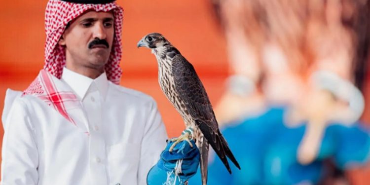 بيع صقرين بـ156 ألف ريال في الليلة الـ 24 لمزاد نادي الصقور السعودي 2025