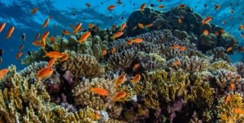 قدرات فريدة لشعاب البحر الأحمر أمام الابيضاض