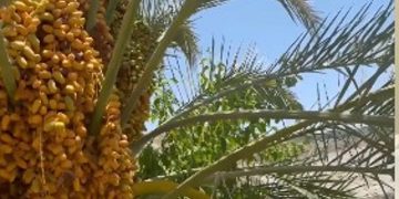 مختص: رش المبيدات على النخيل له أوقات معينة.. ويجب تجنب استخدامها حال وجود الثمار