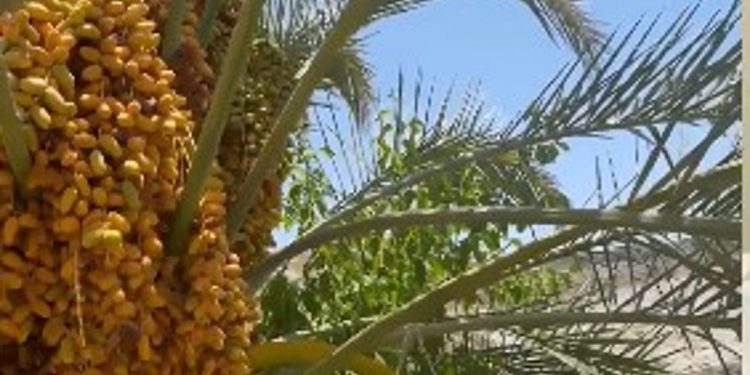 مختص: رش المبيدات على النخيل له أوقات معينة.. ويجب تجنب استخدامها حال وجود الثمار
